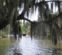 Louisana Bayou
